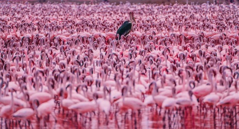 Край непуганых фламинго: бесподобная Кения на изумительных снимках россиянки