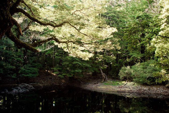Воистину эльфийские леса Новой Зеландии