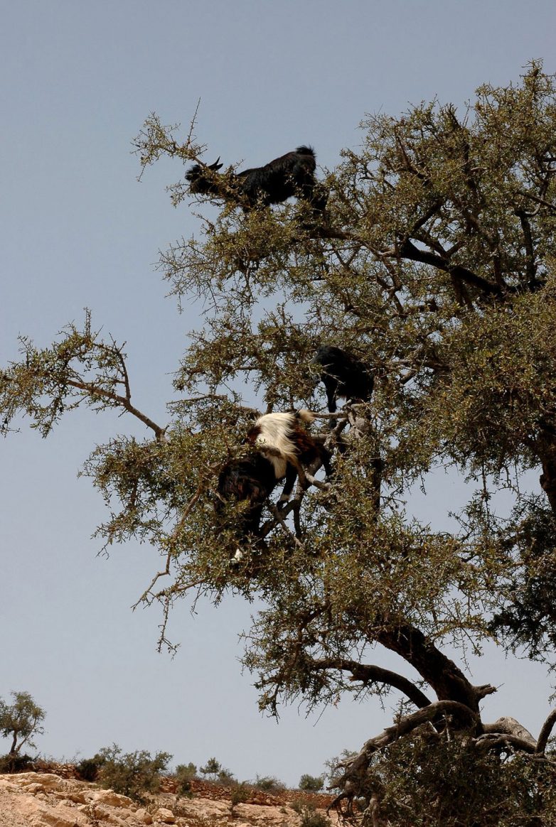 Марокканские козы-древолазы