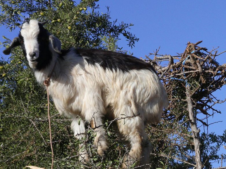 Марокканские козы-древолазы