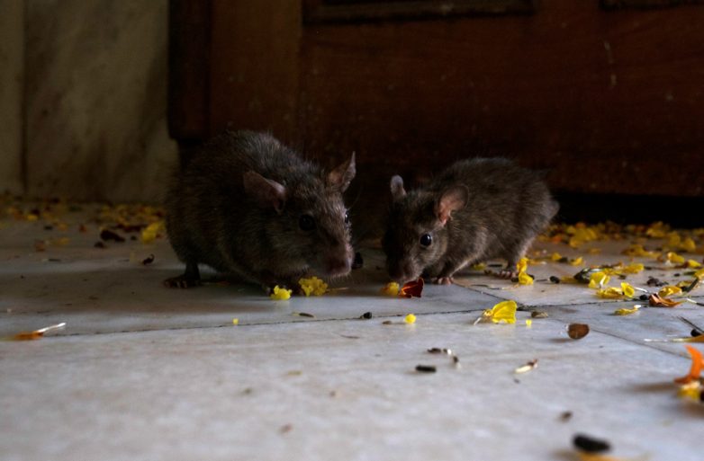 Пожалуй, самое мерзкое святилище в мире: крысиный рай в Индии