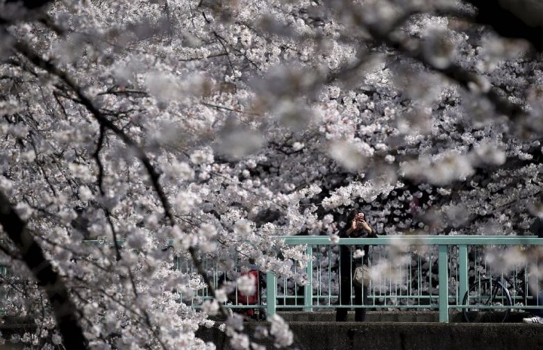 Завораживающее зрелище: ханами — традиция любования цветением сакуры