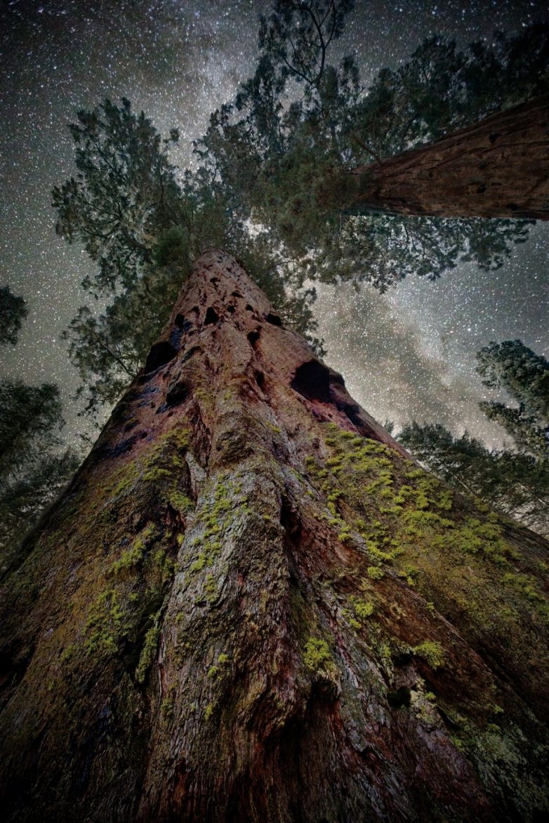 Бет Мун снимает деревья на фоне звёздного неба