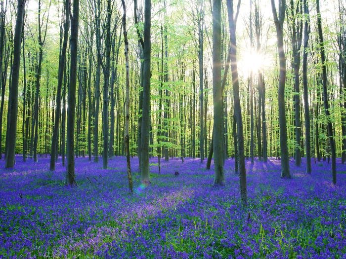 11 красивейших лесов нашей планеты, от которых захватывает дух
