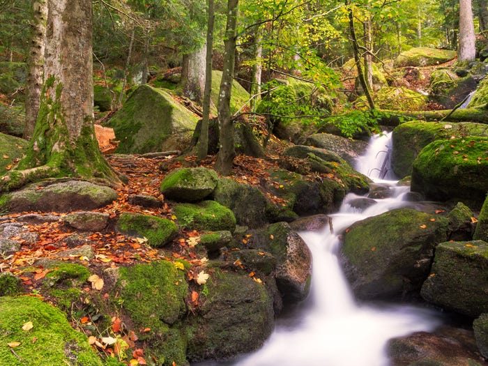 11 красивейших лесов нашей планеты, от которых захватывает дух