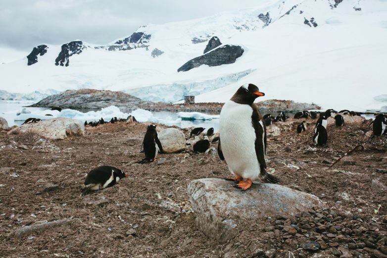 Арктика и Антарктика на удивительных снимках Джона Бозинова