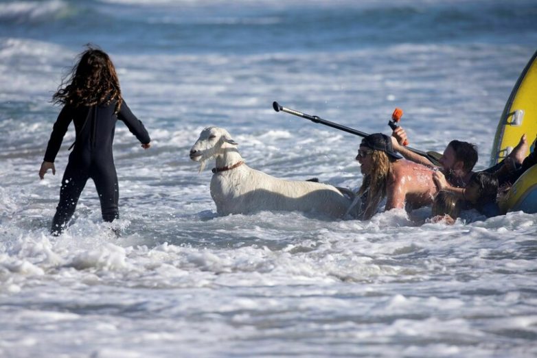Прирождённые педагоги: в Калифорнии детей сёрфингу обучают... козы
