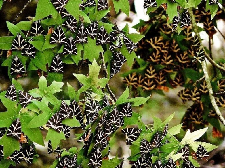 Удивительная долина в Греции, сплошь покрытая бабочками