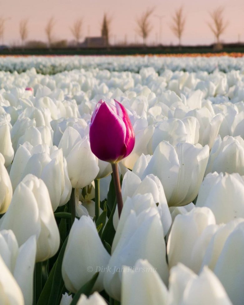 Поля цветущих тюльпанов в Нидерландах, аромат которых дурманит даже через дисплей