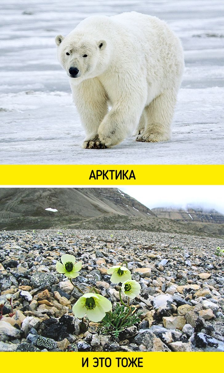Нетривиальная Арктика