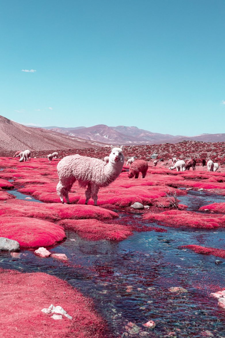 Сюрреалистические фотопейзажи планеты Земля, выполненные в инфракрасном цвете