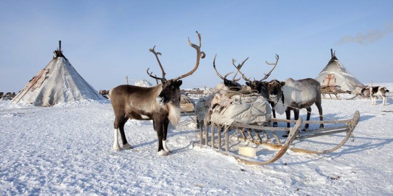Чем заняться в Арктике: 6 идей для северного туризма