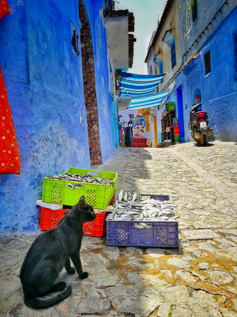Цвет настроения — синий: яркие фото Екатерины Мещеряковой из Марокко
