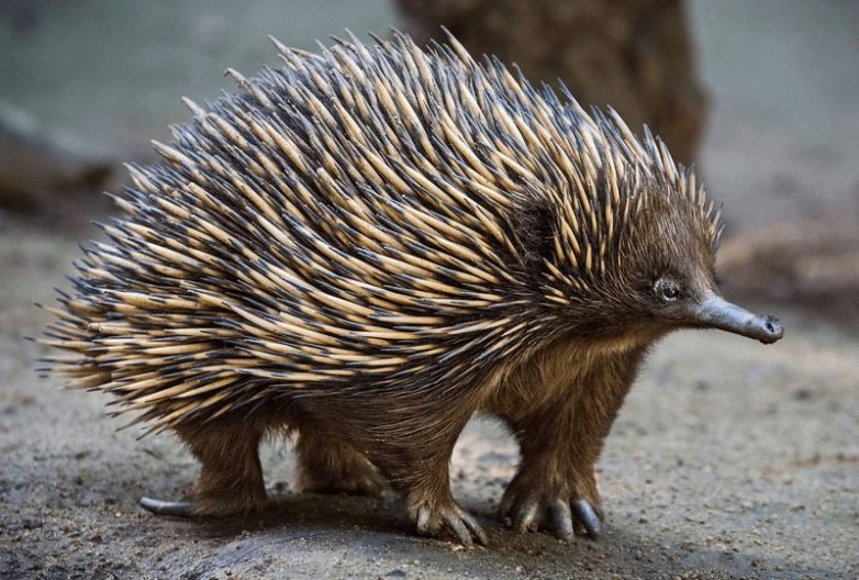 10 необычных зверушек уникального Австралийского континента