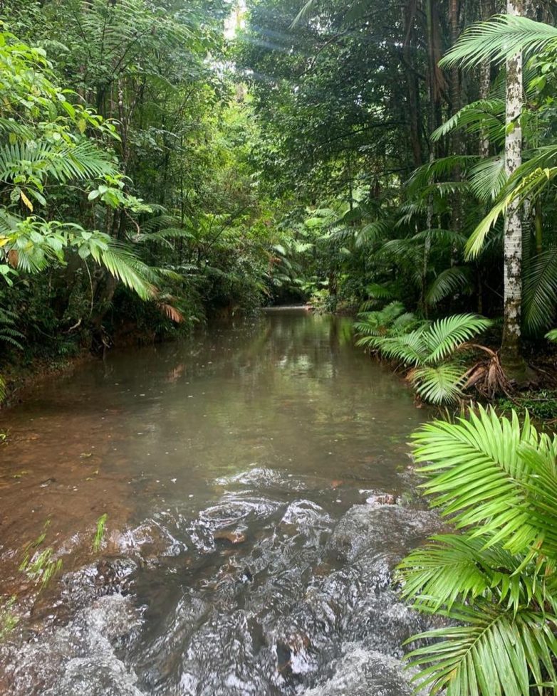 Сказочно красивый уголок в австралийском тропическом лесу