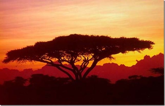 Национальный парк Серенгети: жемчужина Африки