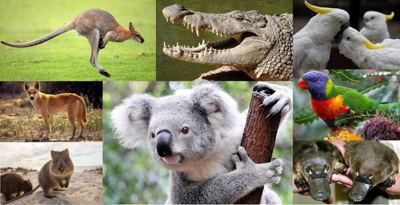 12 интересных фактов об Австралии