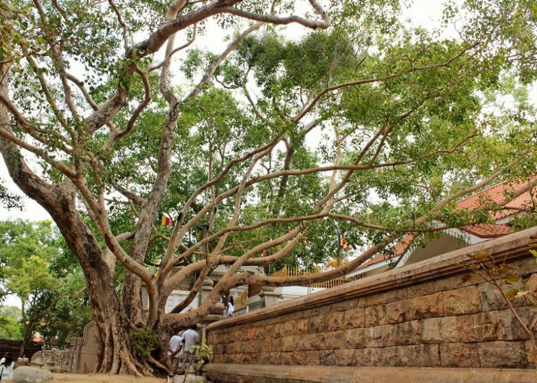 Удивительные деревья-долгожители в разных уголках планеты