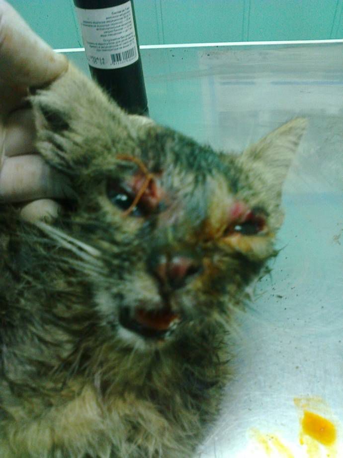 Ветеринар спас котенка, пострадавшего от рук жестоких школьников