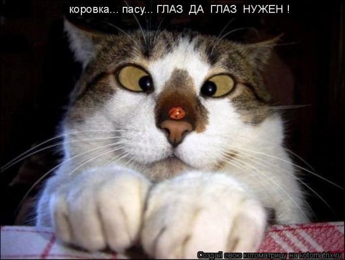 Лучшие котоматрицы недели