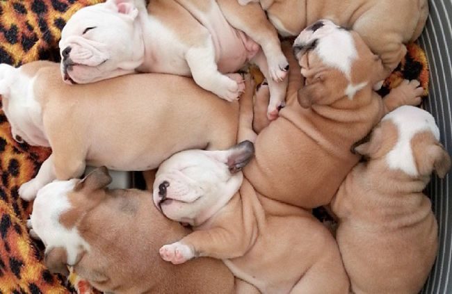 30 очаровательных щенков