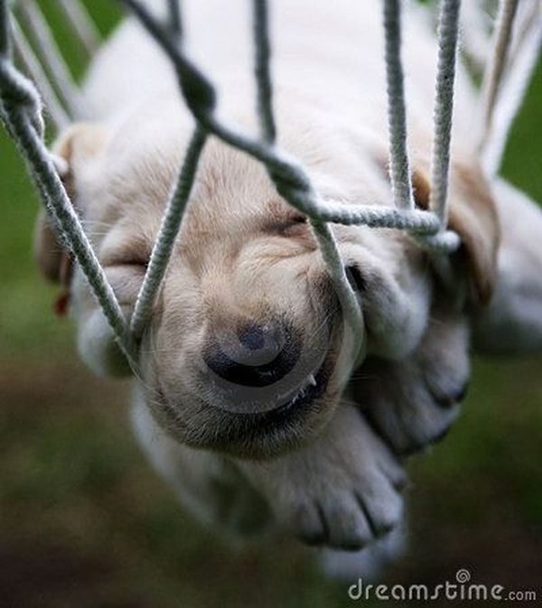 Смешные щенки, очаровательно заснувшие в самых неожиданных местах