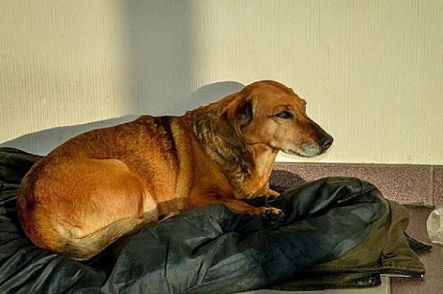 В больнице Кольцово собака почти год ждёт умершего хозяина