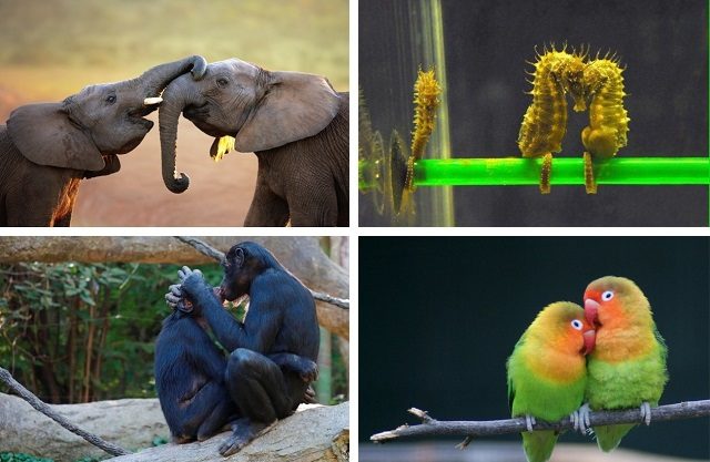Животные, выражающие чувства гораздо романтичней людей