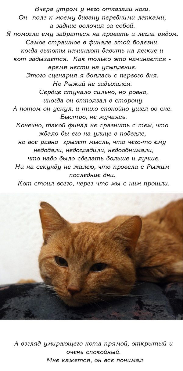 История одного доброго кота