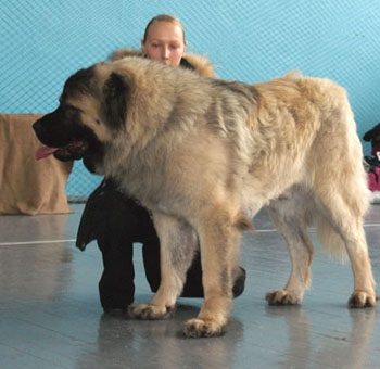 Знаменитые породы собак, выведенные в России