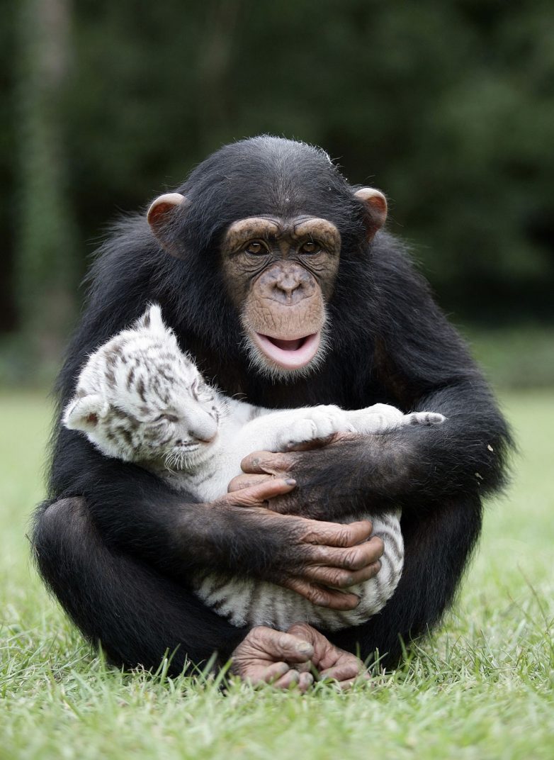 50 случаев удивительной дружбы животных
