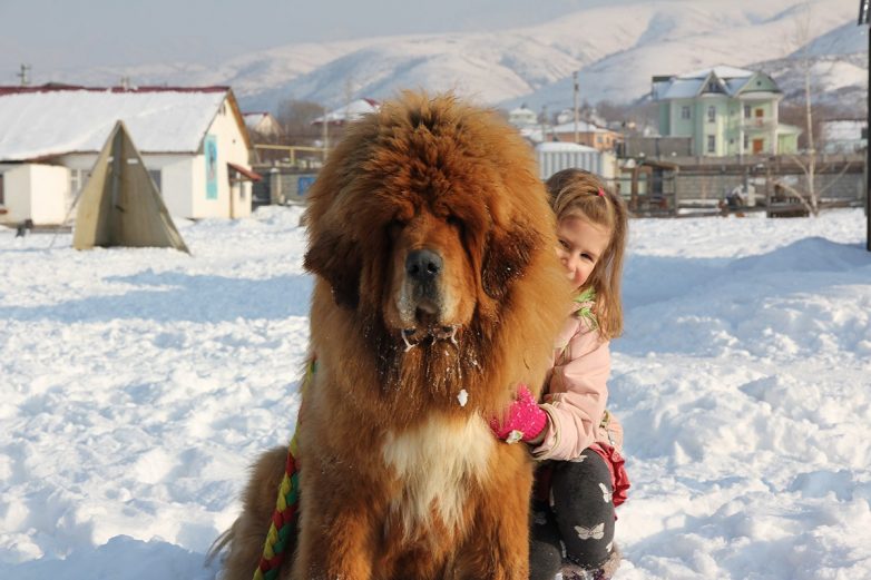 Снежные львы: из Тибета в Казахстан