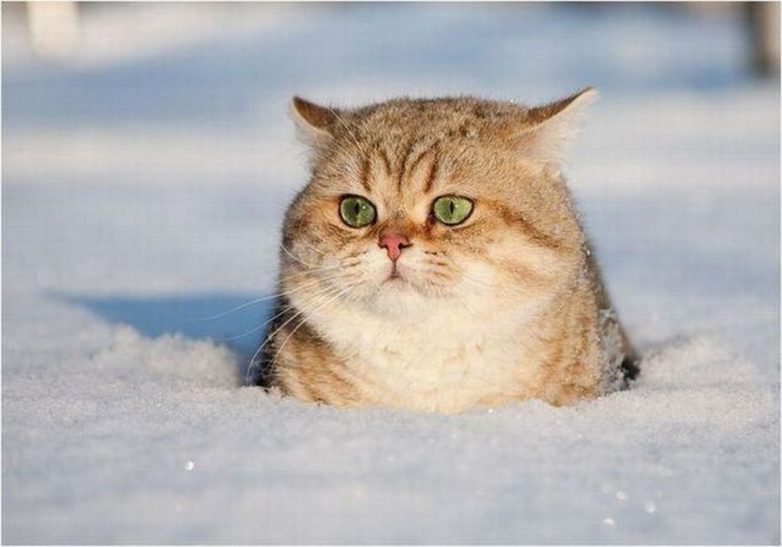 40 очаровательных животных в снегу