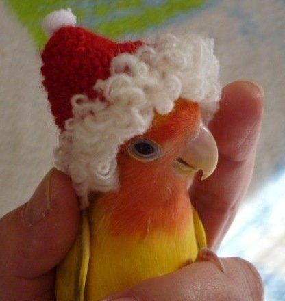 Животные в шапках Санта Клауса