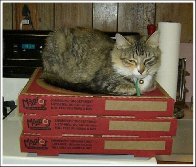 За что коты любят пиццу
