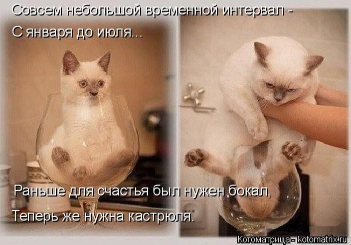 Лучшие котоматрицы недели