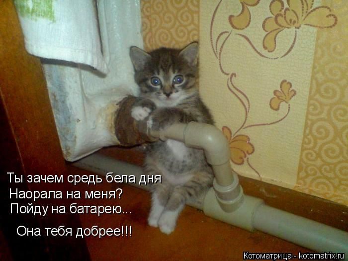 Лучшие котоматрицы недели