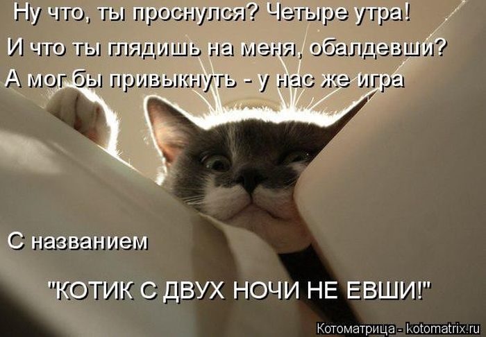 Лучшие котоматрицы недели