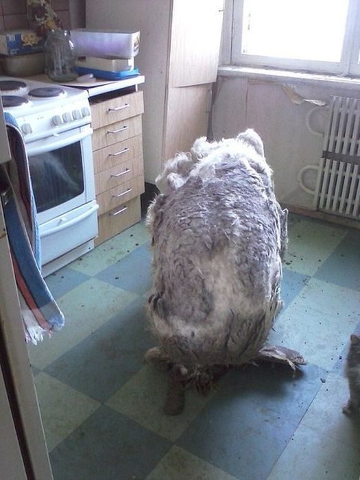 За год собака, запертая в квартире, превратилась в лохматое чудовище