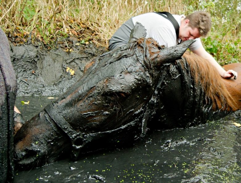 Лошадку вытащили из болота