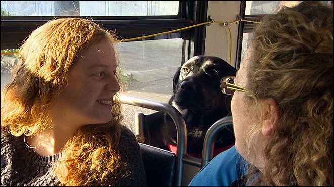 Собака сама ездит на автобусе, чтобы погулять в парке