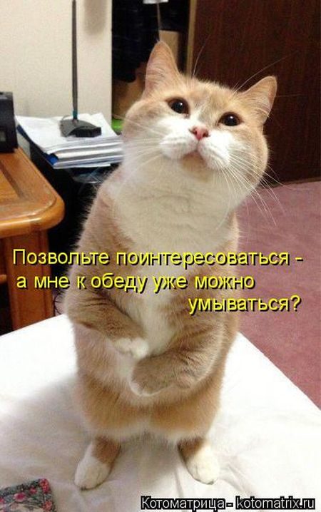 Лучшие котоматрицы недели