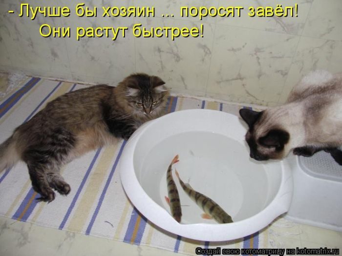 Лучшие котоматрицы недели