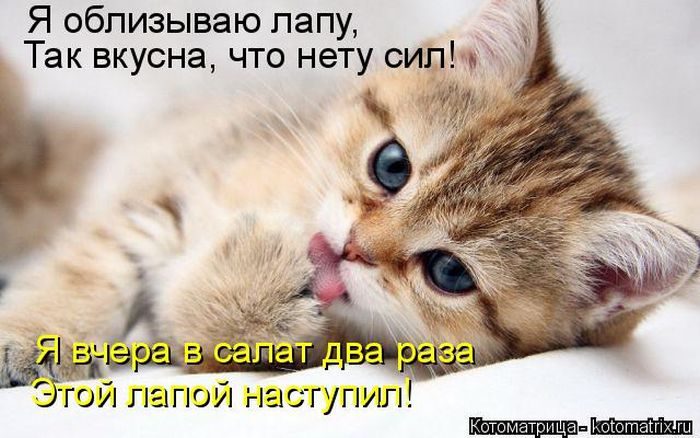 Лучшие котоматрицы недели