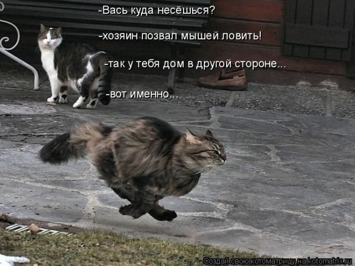 Лучшие котоматрицы недели