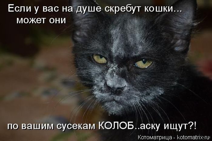 Лучшие котоматрицы недели