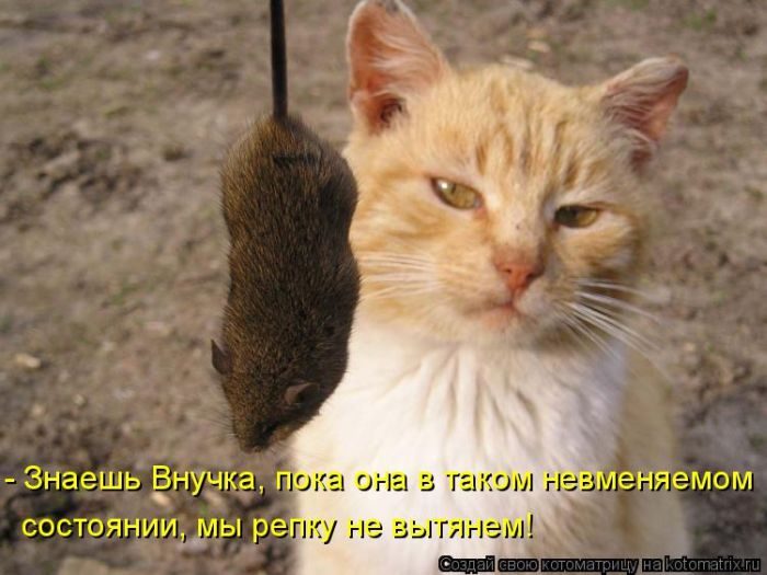 Лучшие котоматрицы недели