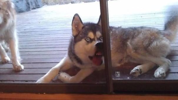 Собаки за стеклом