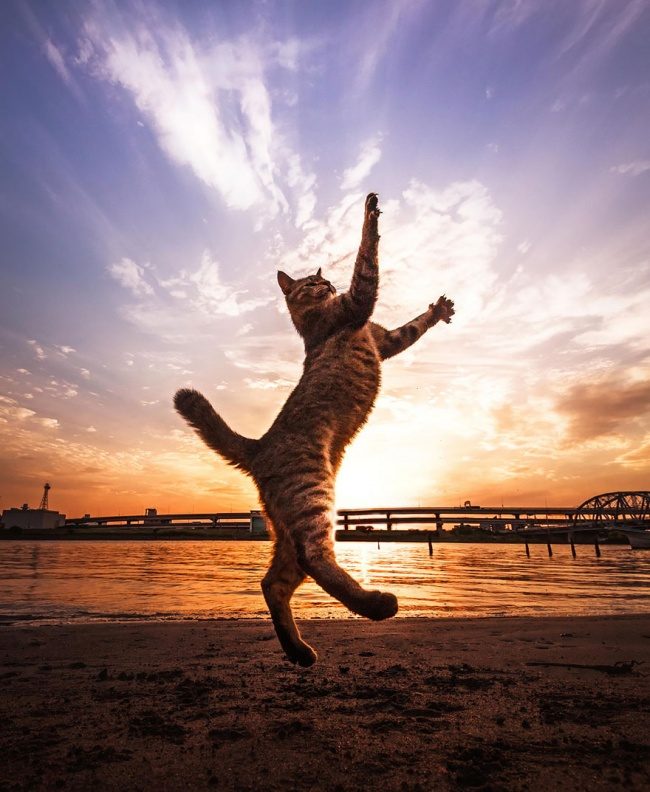 17 фотографий котов, сделанных в самый нужный момент