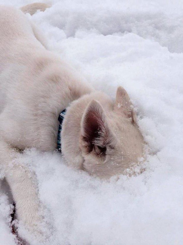 Когда собаки в первый раз увидели снег